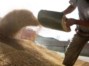 agricultural-supplier-of- high-quality-feeds